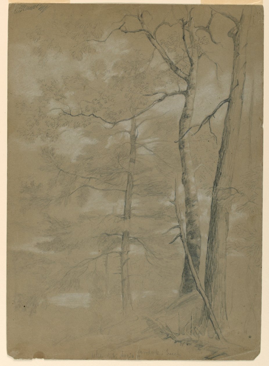 Studie van hemlock en beuk, White Lake door Daniel Huntington