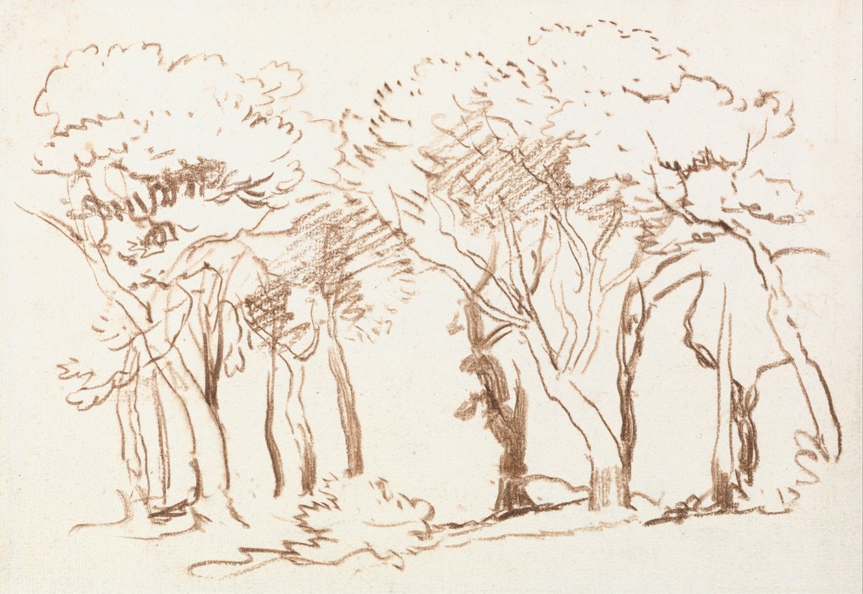 Studie van Bomen door David Cox