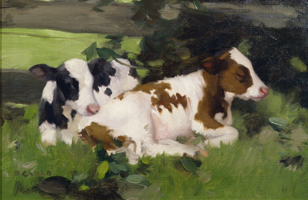 Ayrshire kalveren, c.1890 door David Gauld