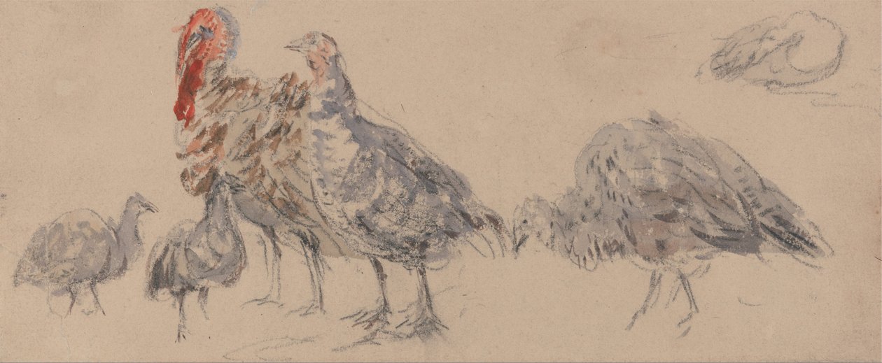 Studie van kalkoenen door David Cox