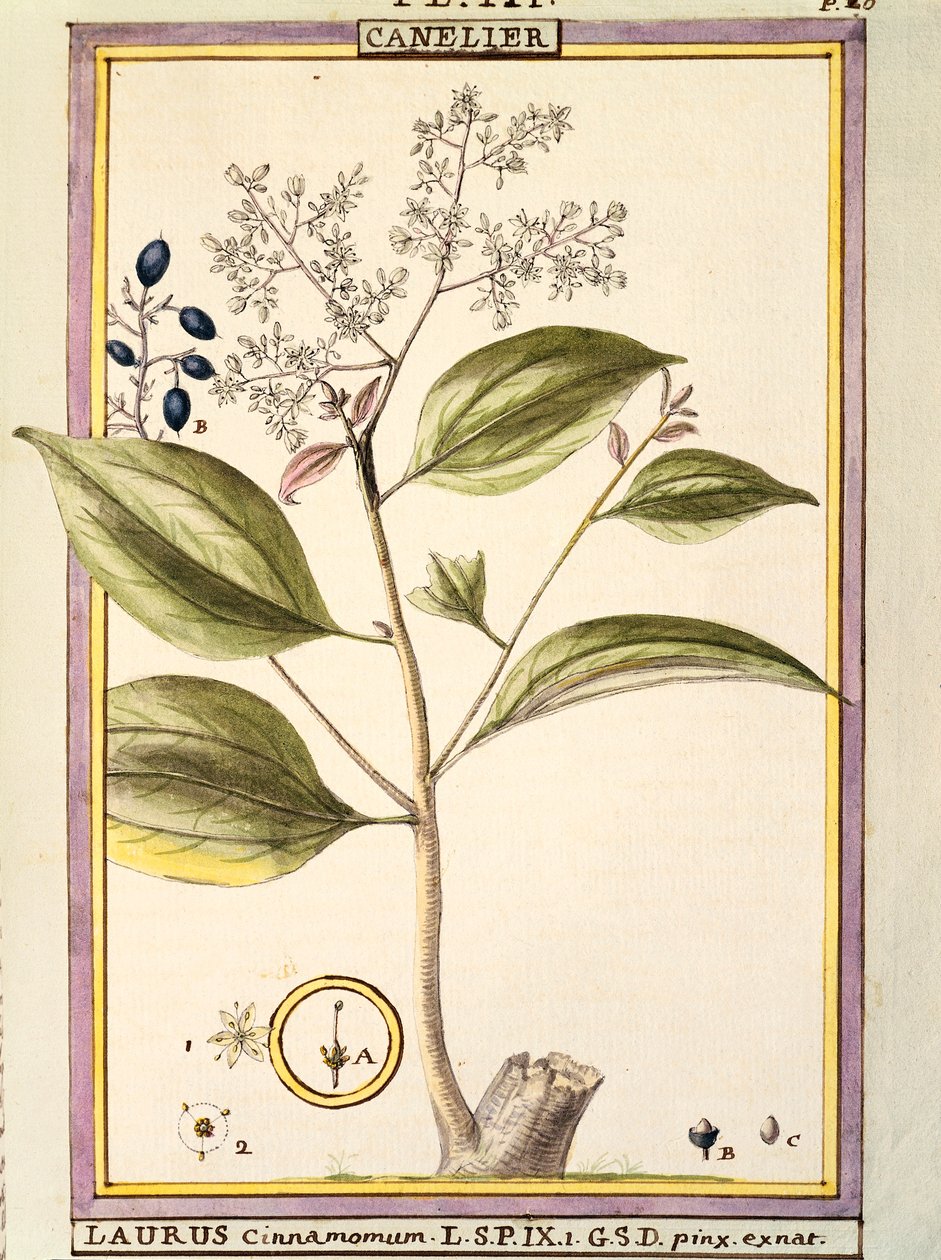 Kaneel (Laurus cinnamomum), aquarel door Delahaye door Delahaye Delahaye