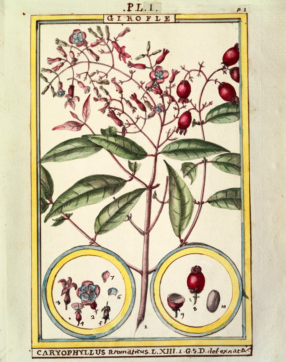 Kruidnagel (Caryophyllus Aromaticus), aquarel door Delahaye door Delahaye Delahaye