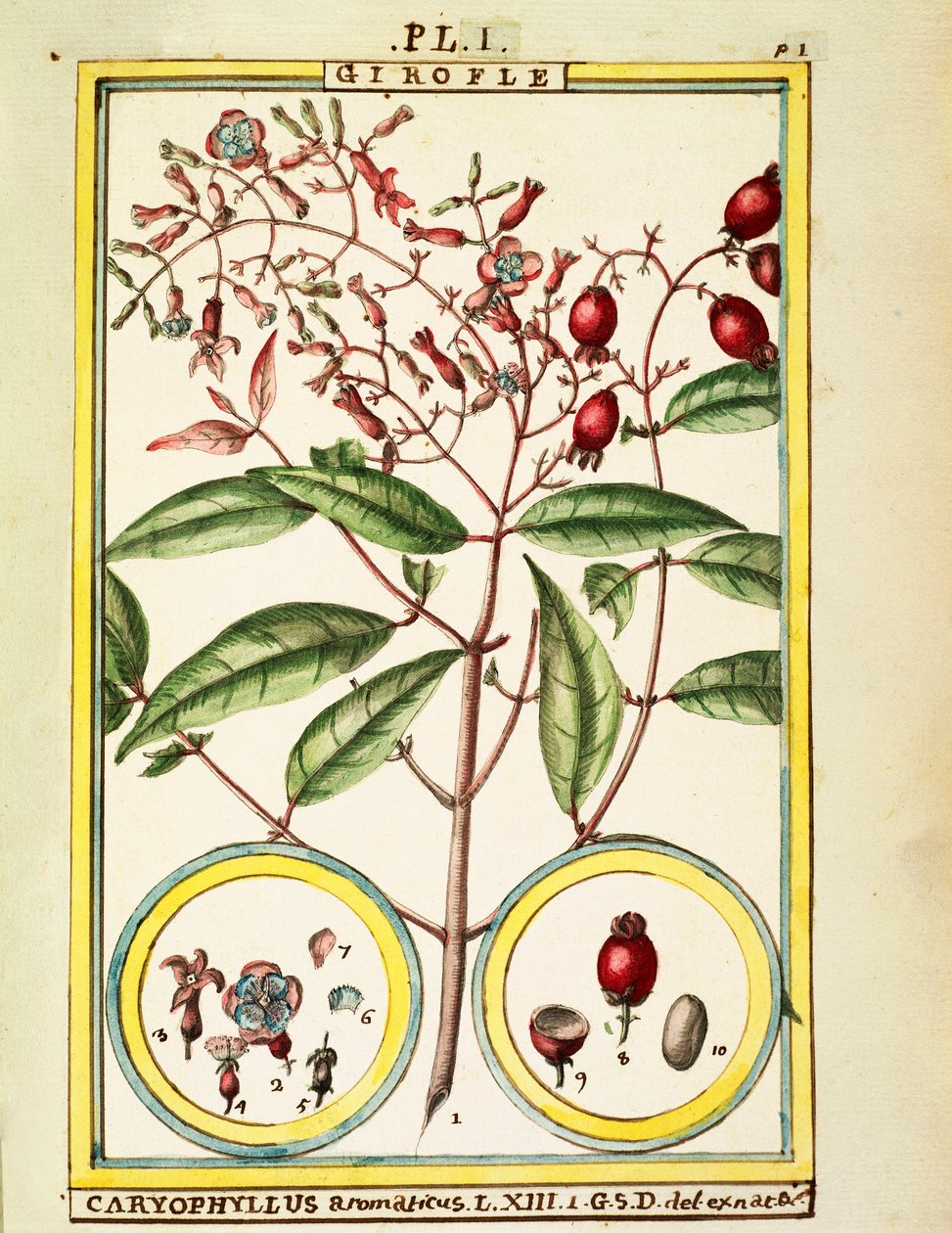 Kruidnagel (Caryophyllus Aromaticus), aquarel door Delahaye door Delahaye Delahaye