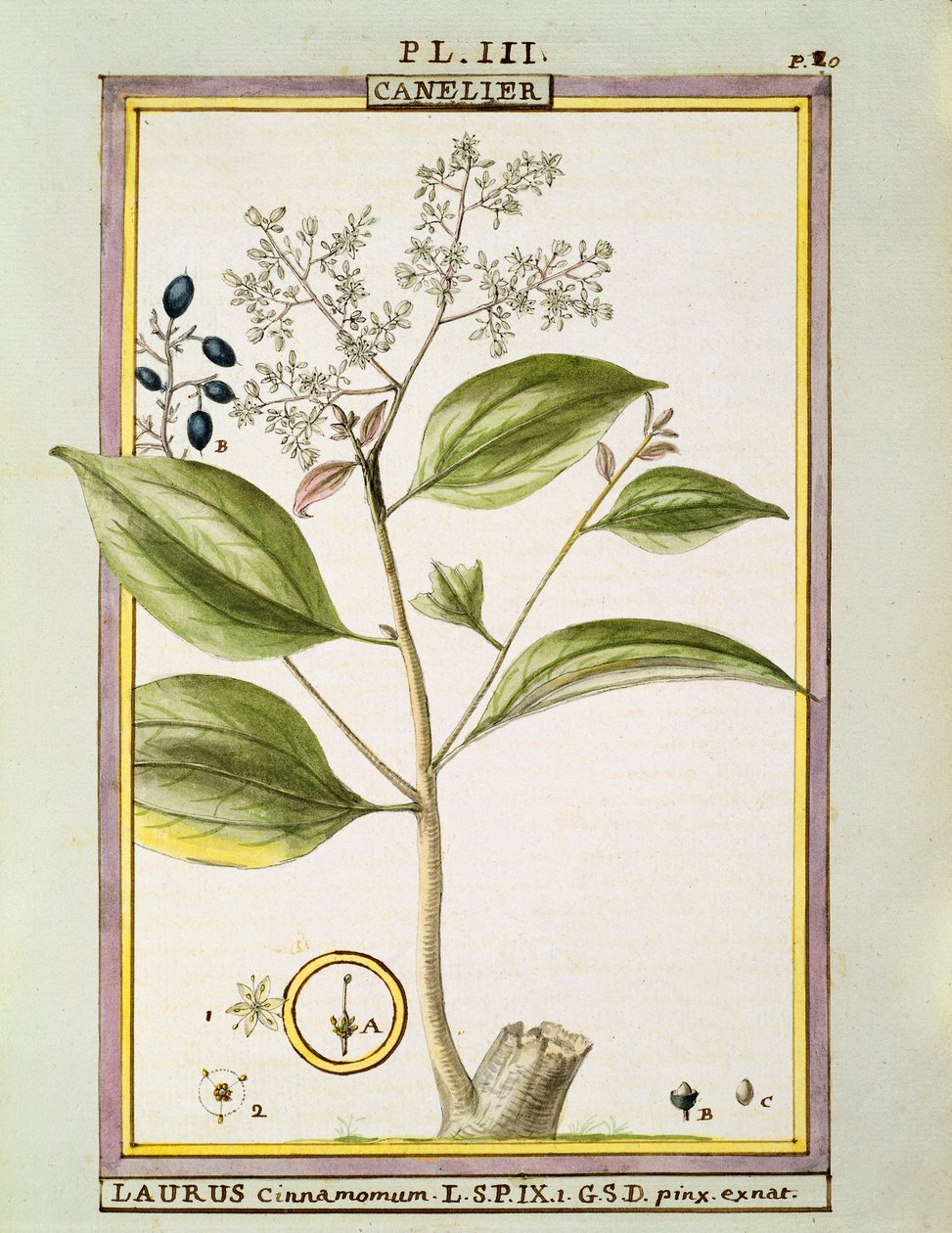 Echte Kaneel (Cinnamomum Verum), aquarel door Delahaye door Delahaye Delahaye