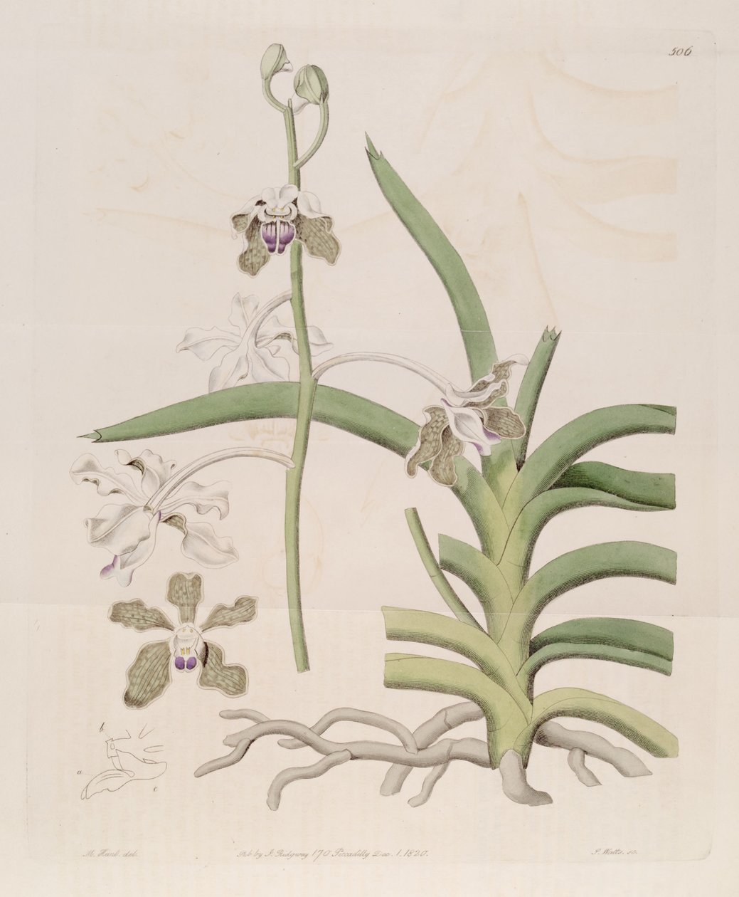 Illustratie van Vanda tessellata (als syn. Vanda roxburghii) door Designer