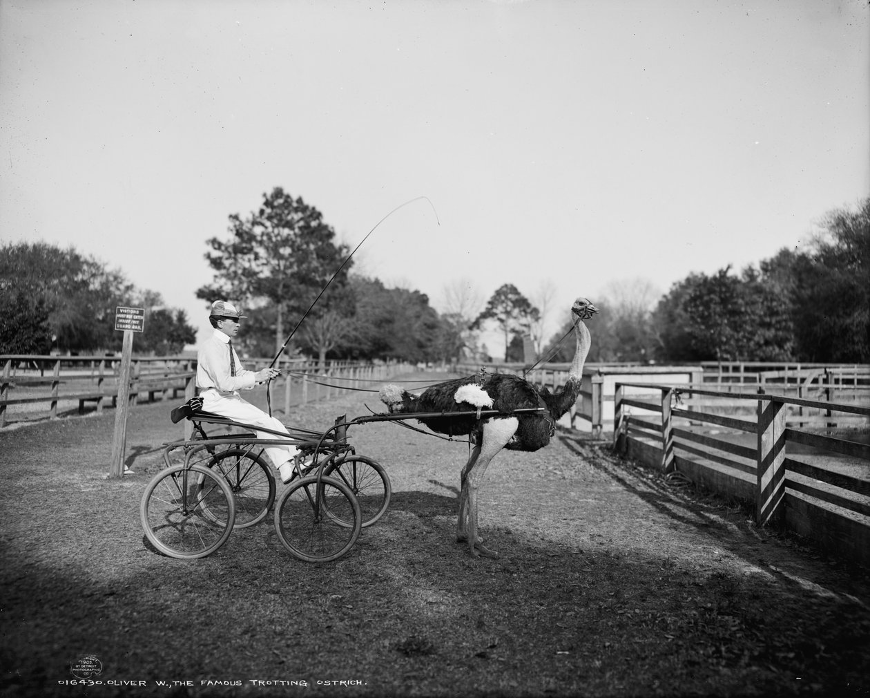 Oliver W., de beroemde dravende struisvogel, op Florida Ostrich Farm, Jacksonville, 1903 door Detroit Publishing Co.