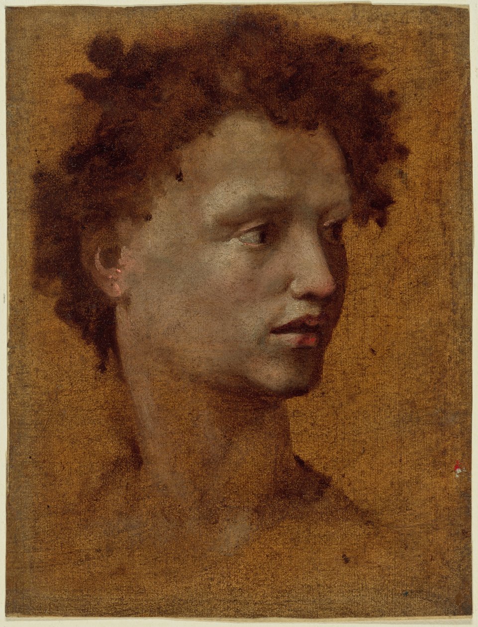 Hoofd Jeugd door Domenico Beccafumi