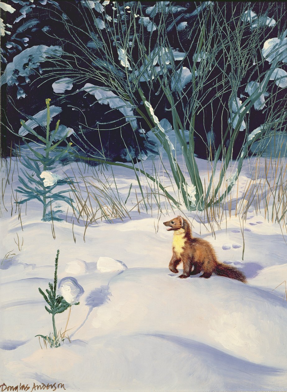 Dennenmarter in de sneeuw door Douglas Anderson