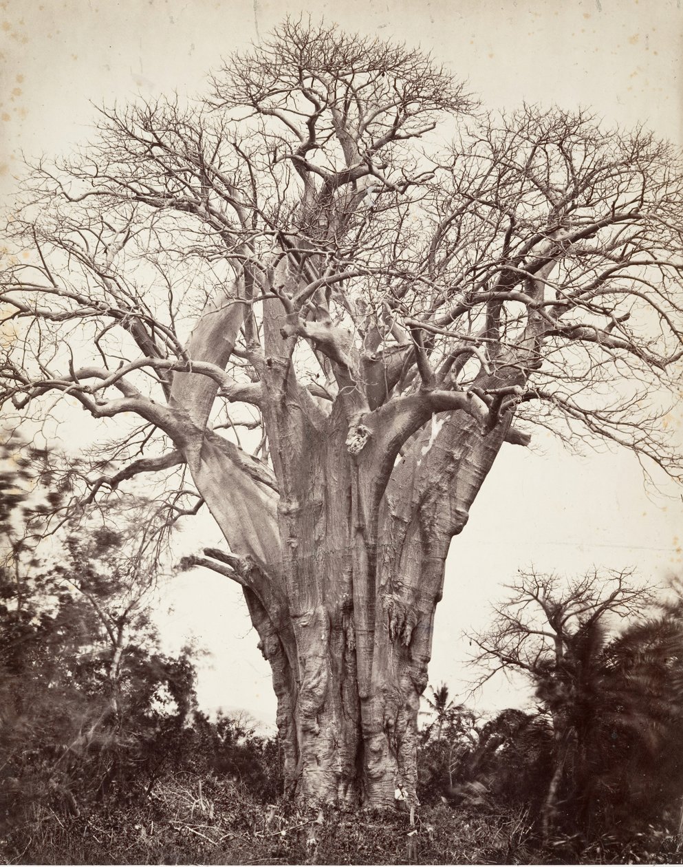 Baobab op Mohéli, 1863 door Désiré Charnay