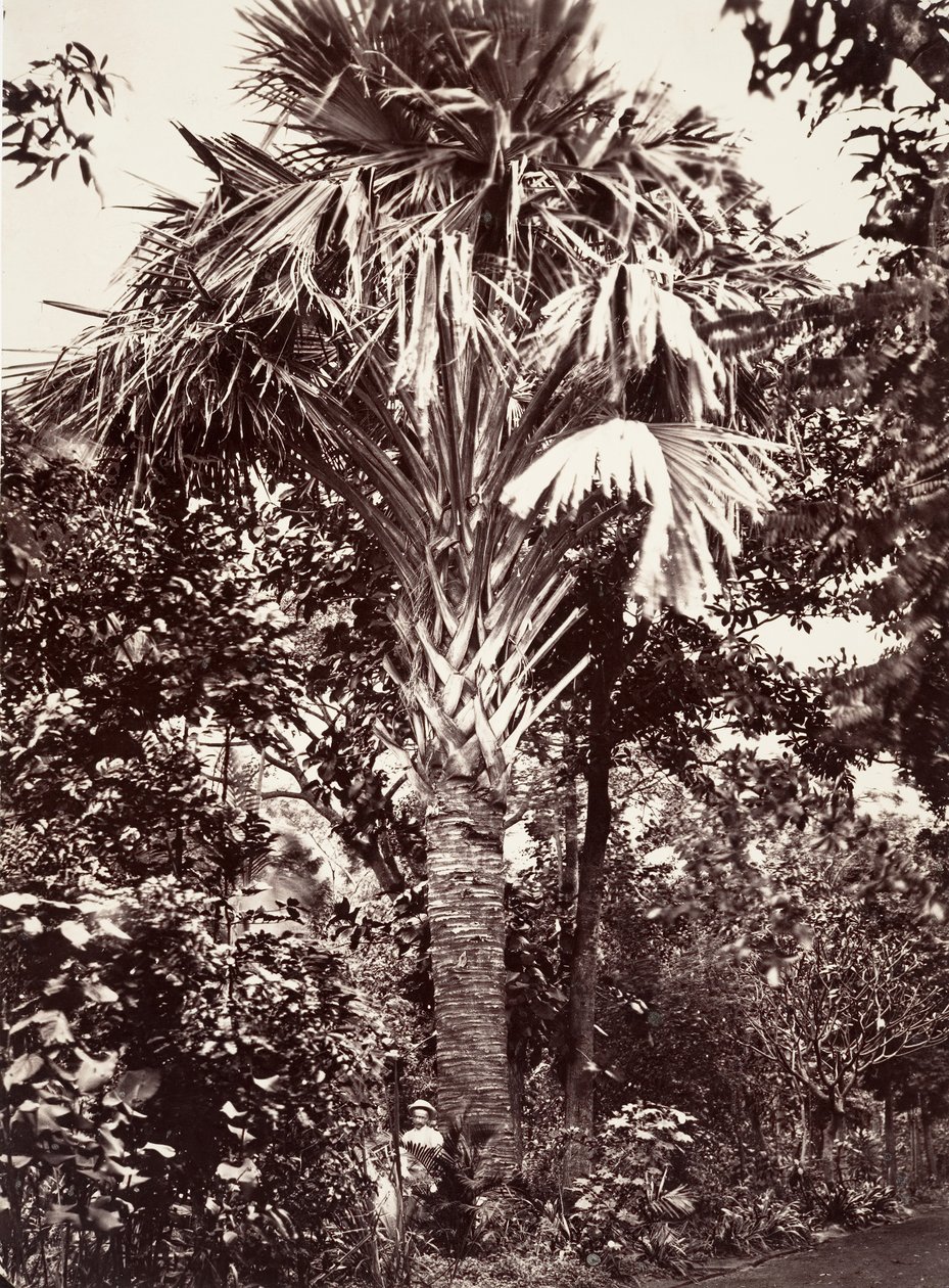 Grand Latanier, 1863 door Désiré Charnay