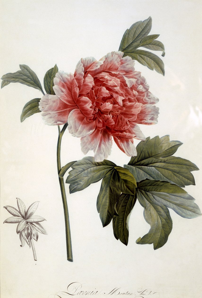 Paeonia Moutan, gepubliceerd 1799 (kleurstippelgravure) door Dutch School