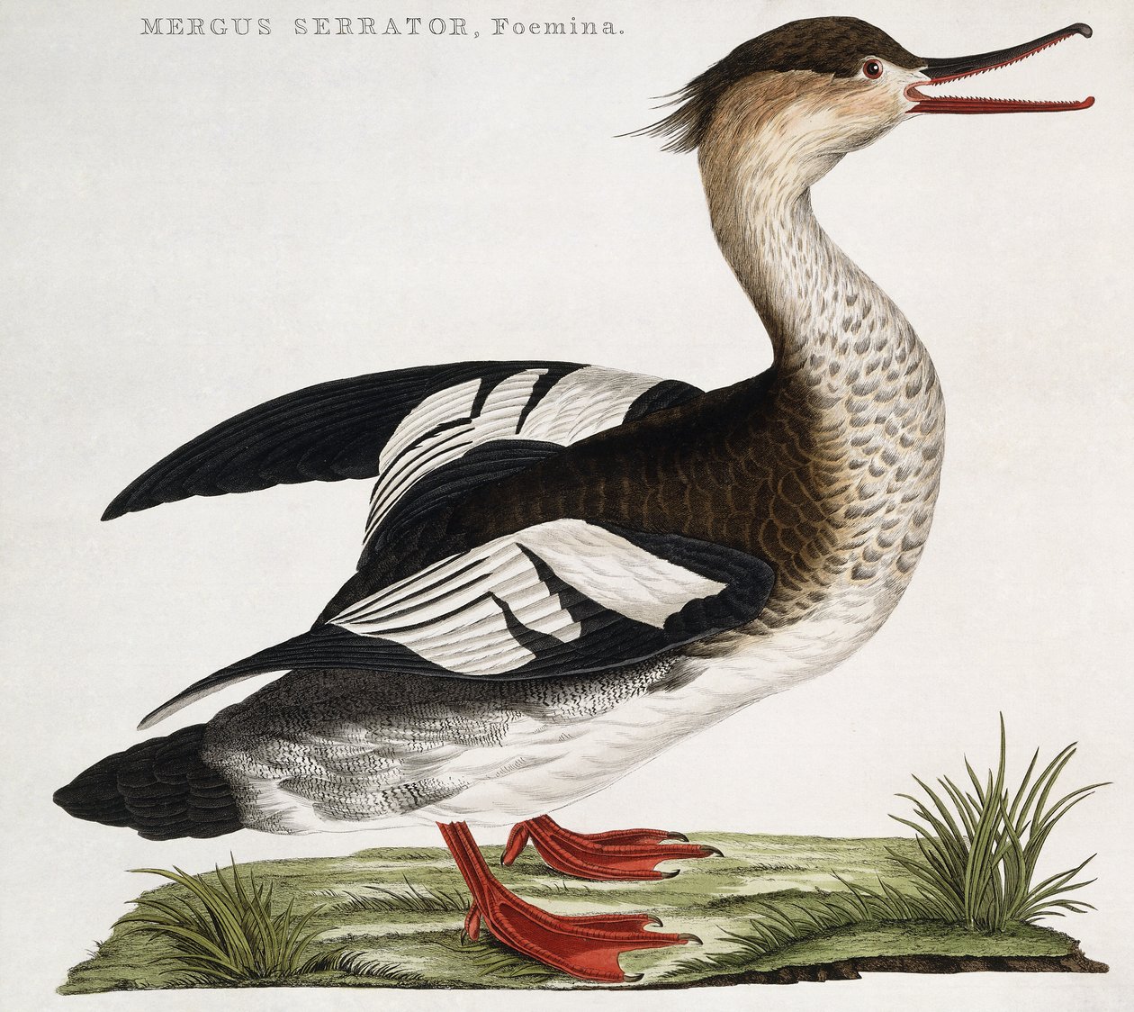Mergus Serrator, Foemina door Dutch School