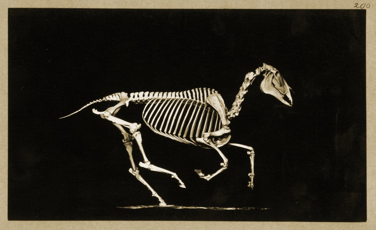 Skelet van een rennend paard door Eadweard Muybridge