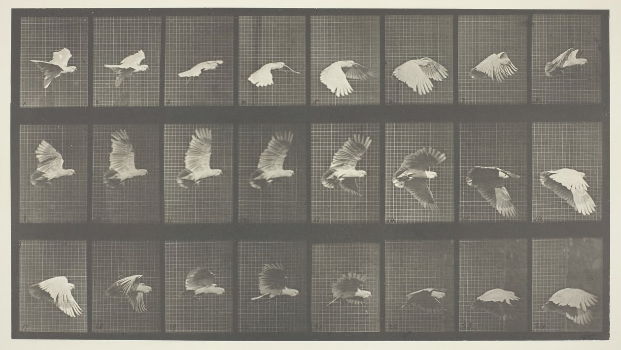 Dierlijke Locomotie, Plaat 758, 1887 door Eadweard Muybridge