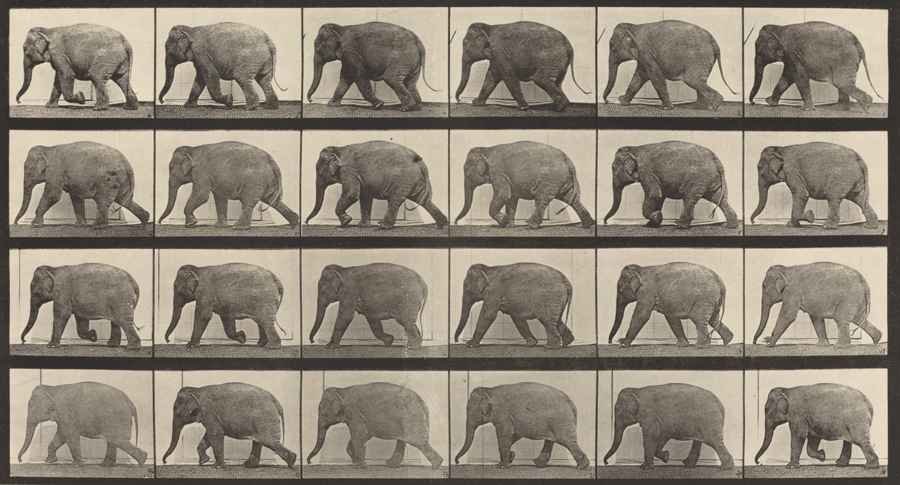 Plaat Nummer 733. Olifant lopend door Eadweard Muybridge