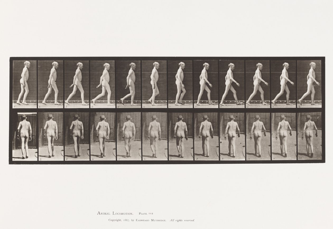 Plaat 562. Laterale Kromming van de Ruggengraat; Wandelen door Eadweard Muybridge