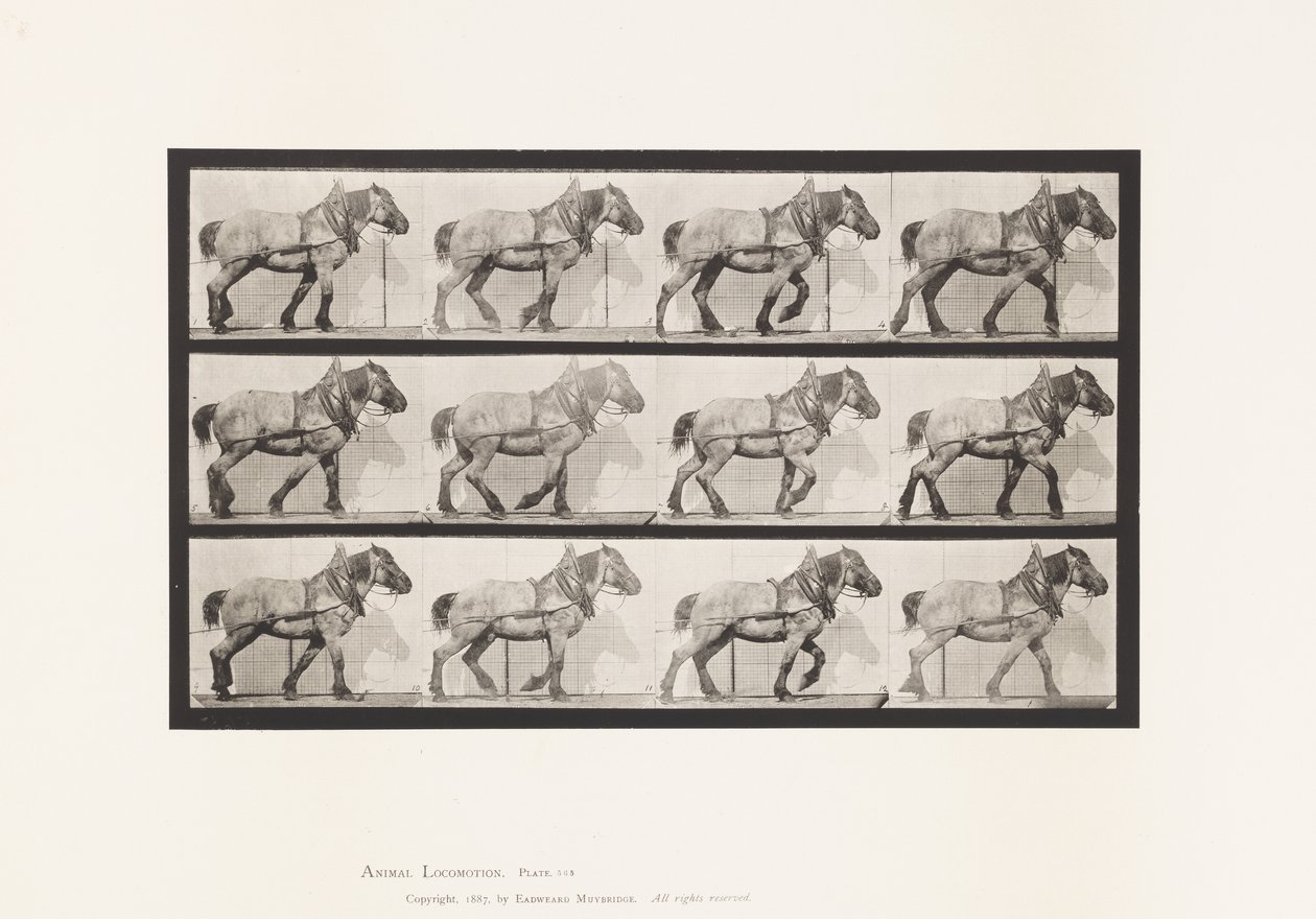 Plaat 565. Slepen; Donkergrijs Belgisch Paard Dusel door Eadweard Muybridge