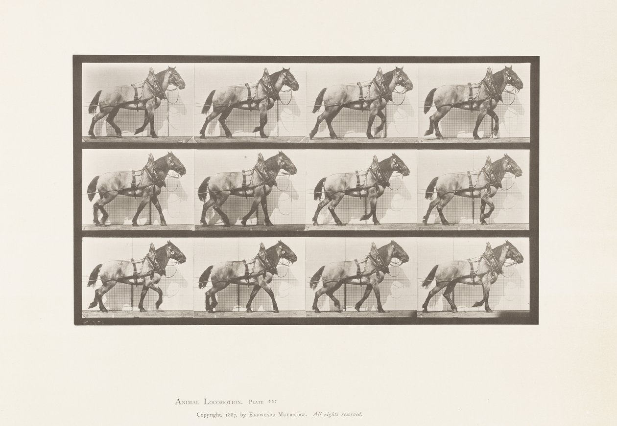 Trekken; Donkergrijs Belgisch Paard Billy, 1885 door Eadweard Muybridge