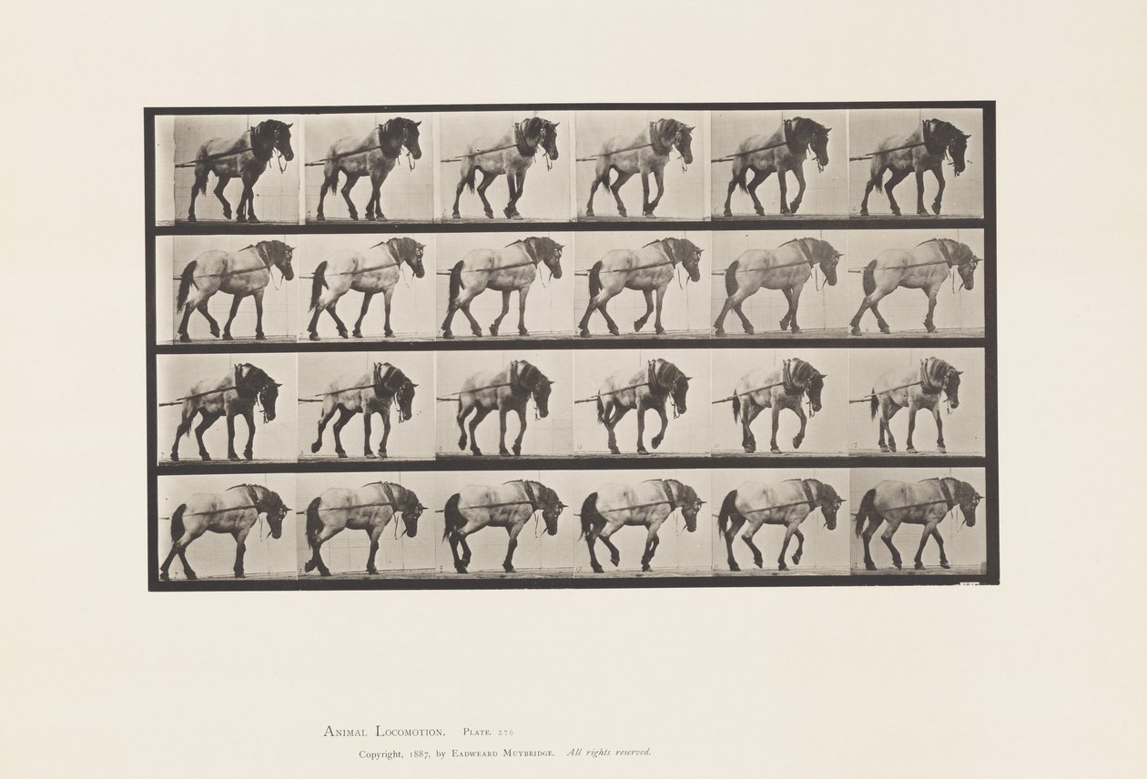 Trekken; Donkergrijs Belgisch Paard Hansel, 1885 door Eadweard Muybridge
