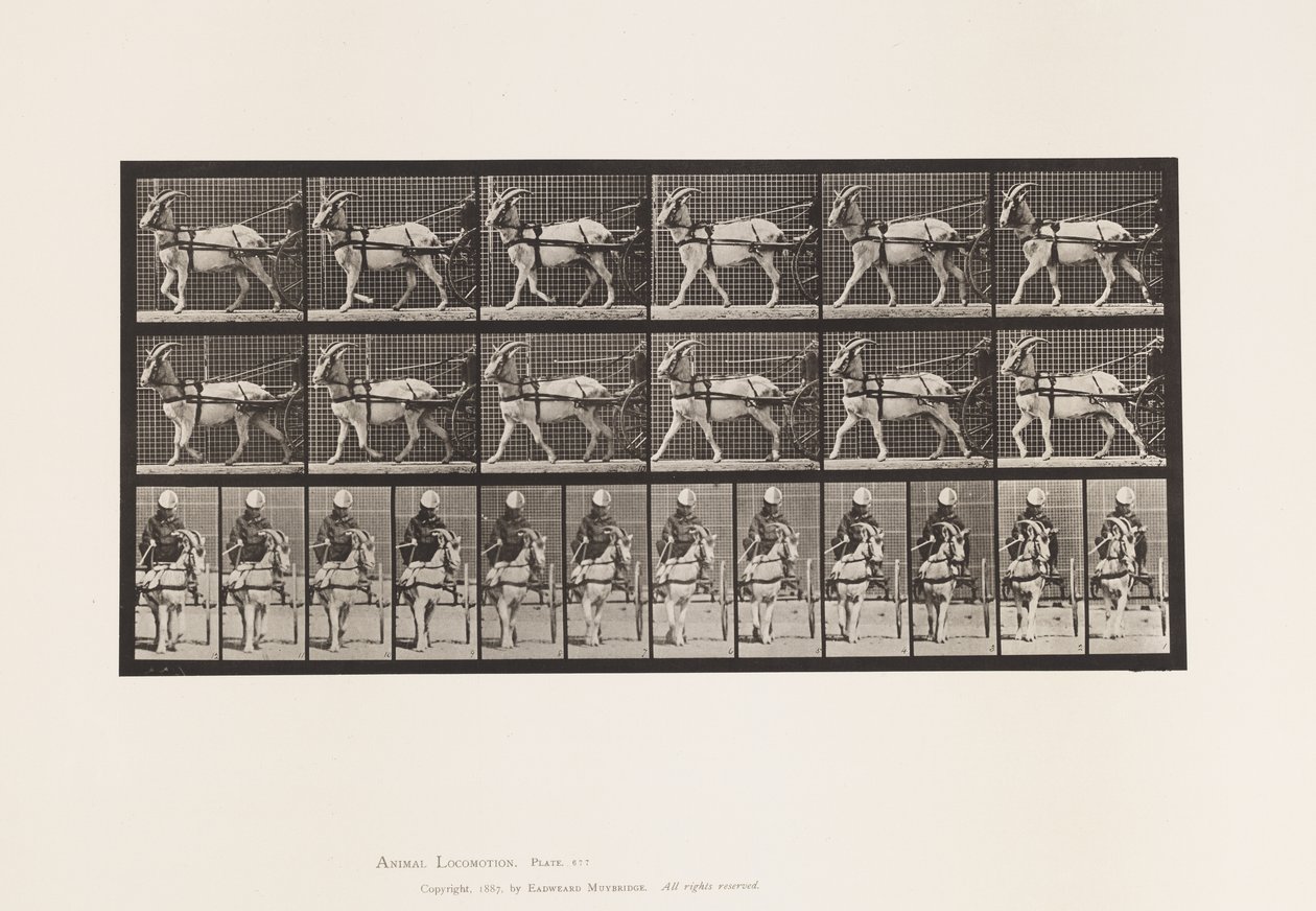 Plaat 677. Geit; Lopend in sulky door Eadweard Muybridge