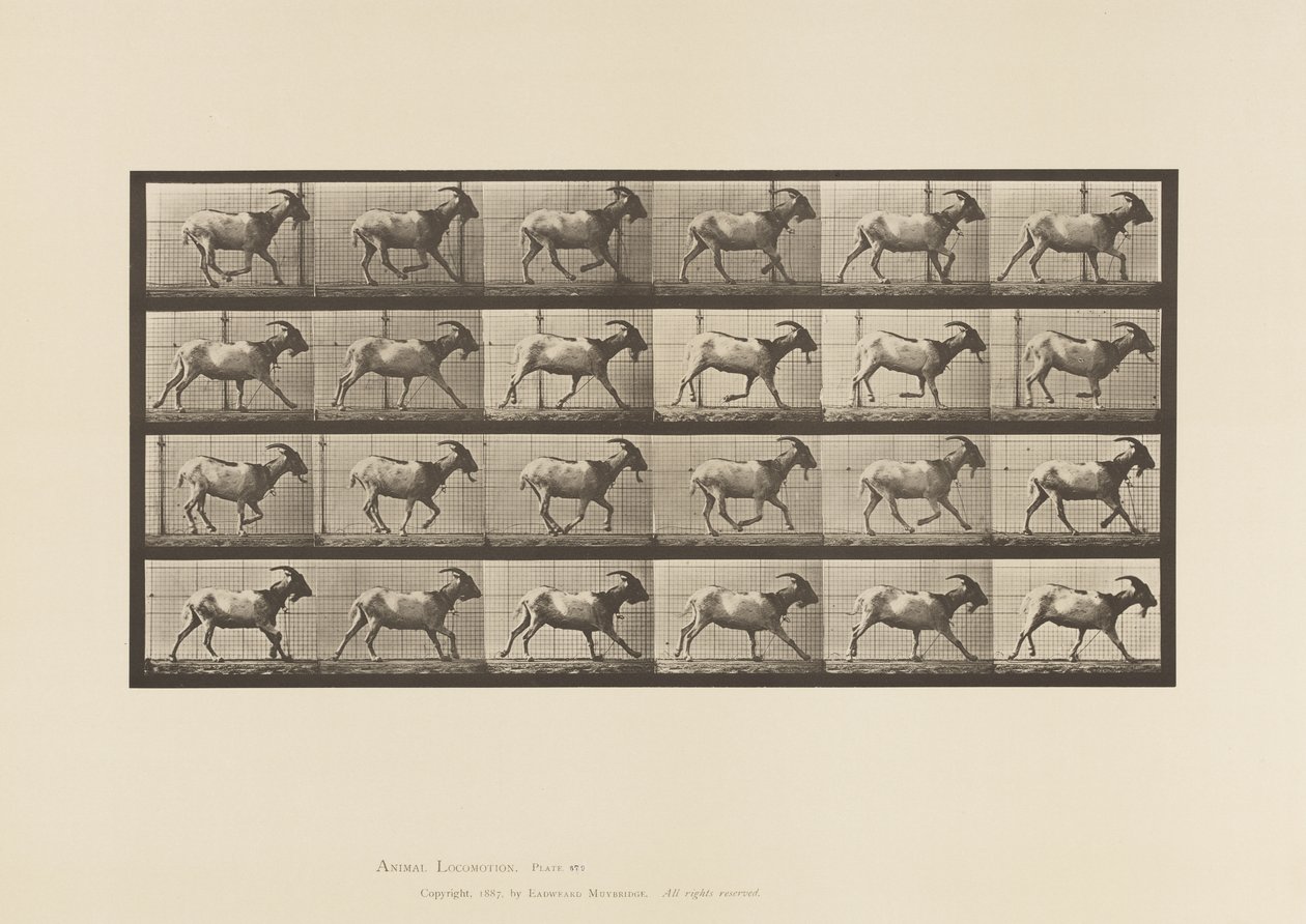 Plaat 679. Geit; Galopperend door Eadweard Muybridge