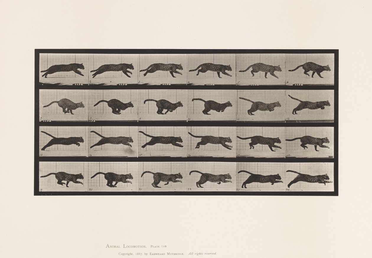 Plaat 720. Kat; Galopperen door Eadweard Muybridge