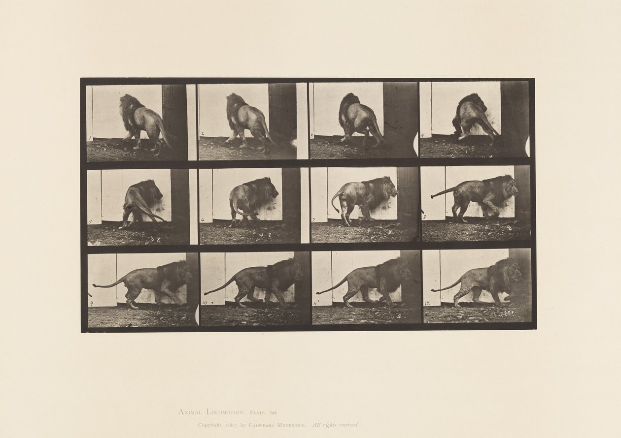 Plaat 725. Leeuw; Wandelen, Omkeren door Eadweard Muybridge
