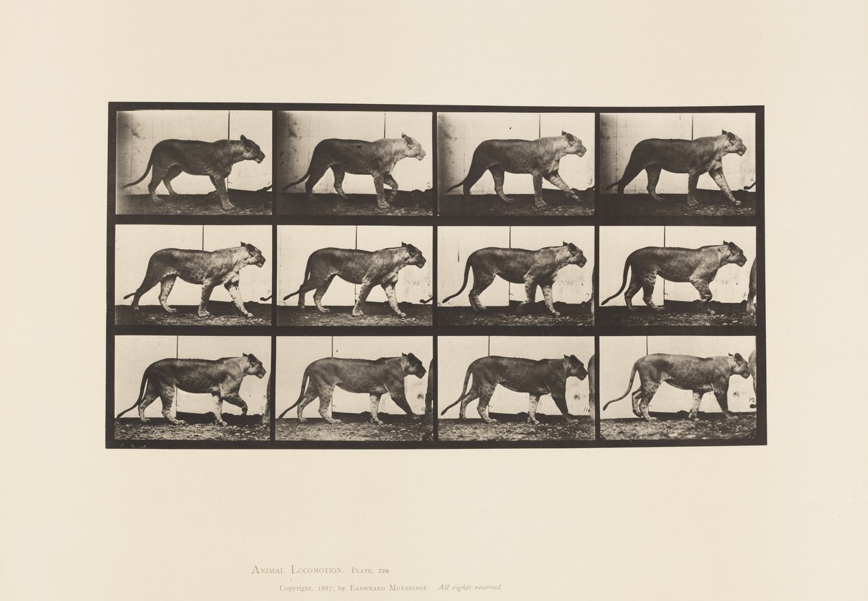 Plaat 728. Leeuwin; Lopen; Leeuw; Liggend door Eadweard Muybridge