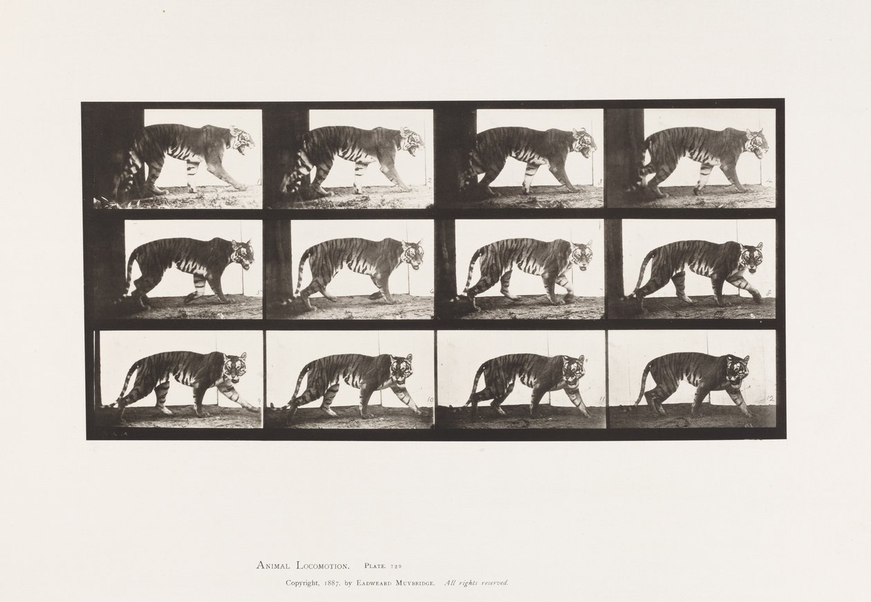 Plaat 729. Tijgerin; Lopen door Eadweard Muybridge