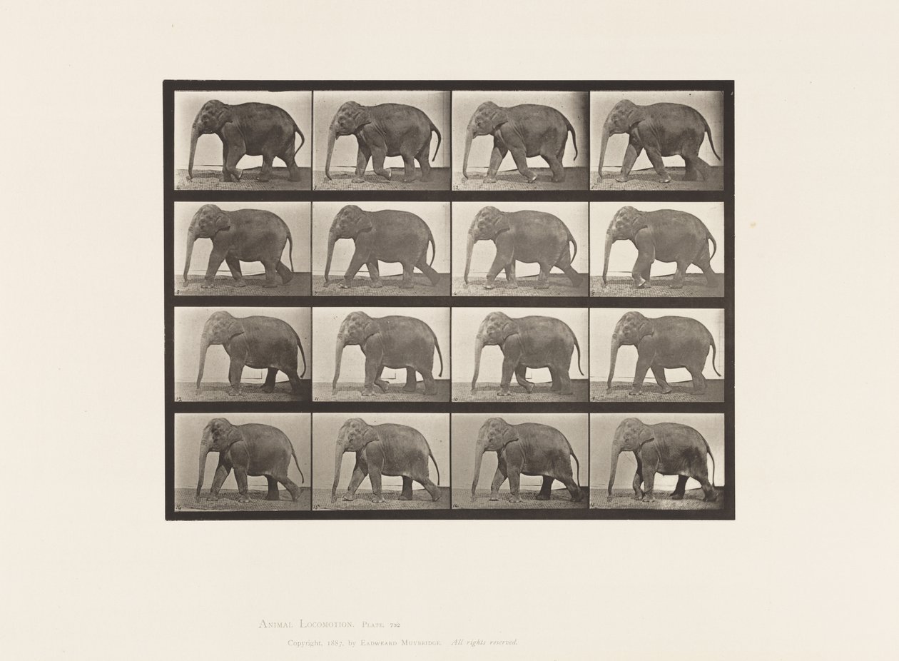 Plaat 732. Olifant; Lopen door Eadweard Muybridge