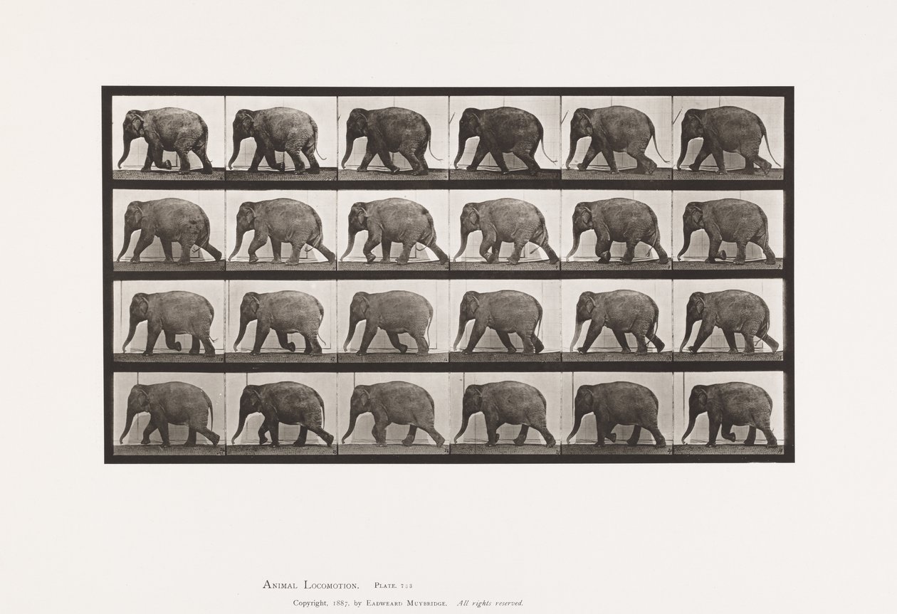 Plaat 733. Olifant; Lopen door Eadweard Muybridge