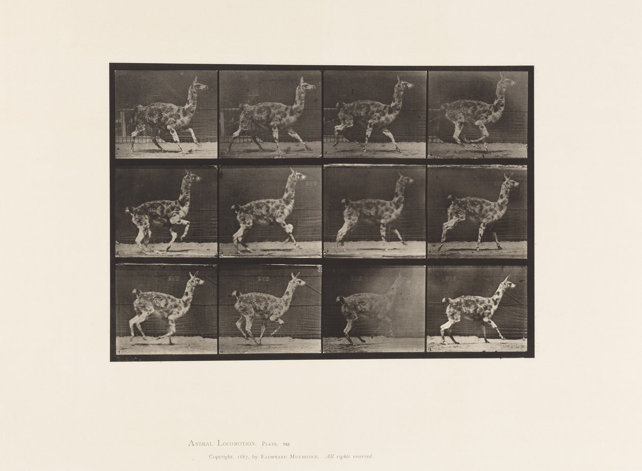 Plaat 743. Guanaco; Galloperen door Eadweard Muybridge