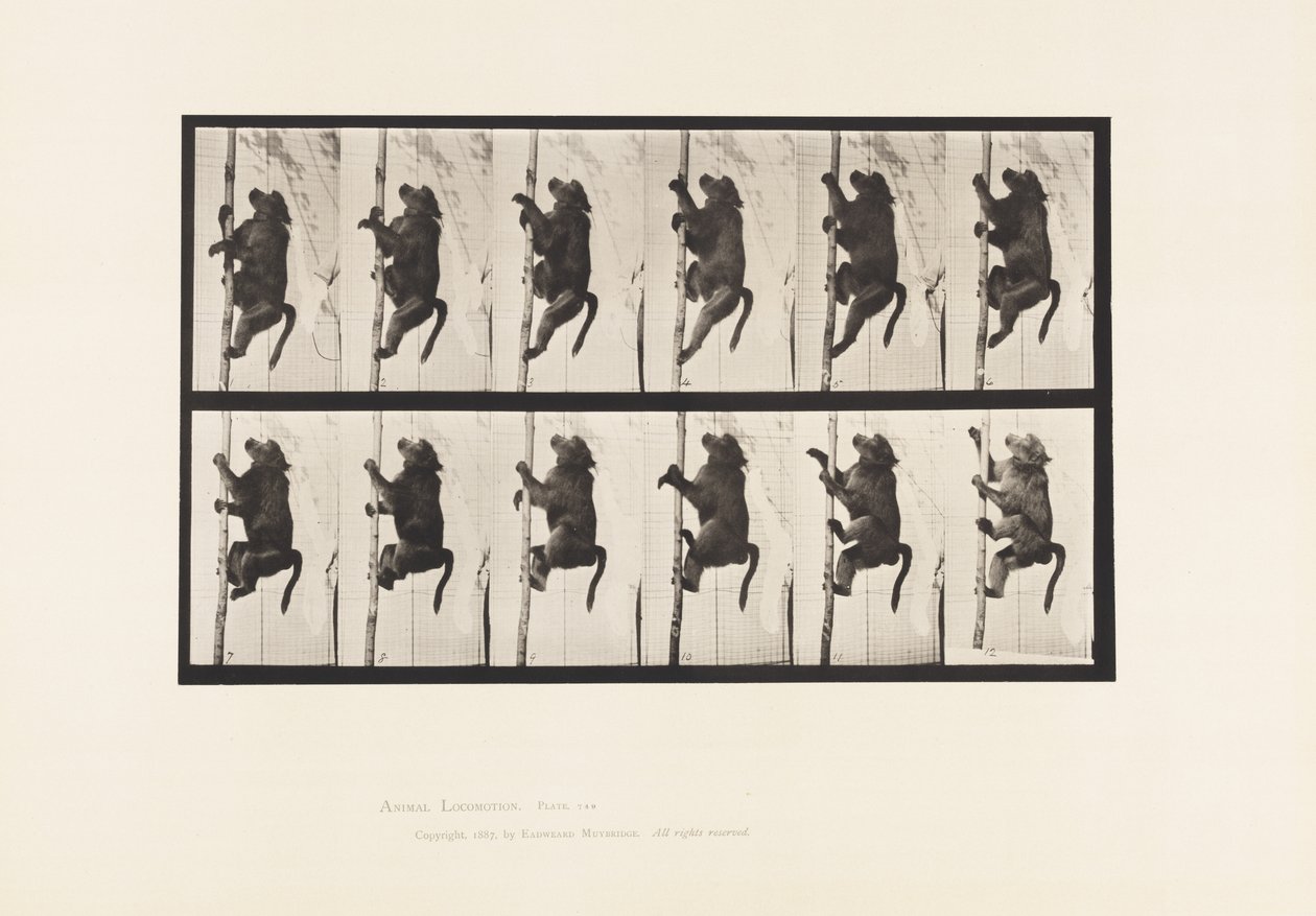 Plaat 749. Baviaan; Klimt op een paal door Eadweard Muybridge