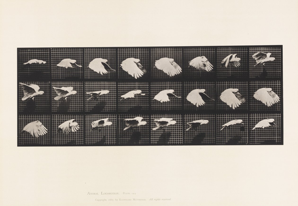 Plaat 759. Kaketoe; Vliegend door Eadweard Muybridge