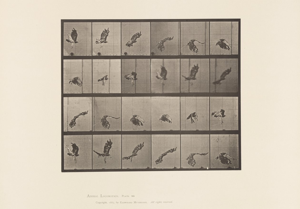 Plaat 763. Roodstaartbuizerd; Vliegen door Eadweard Muybridge