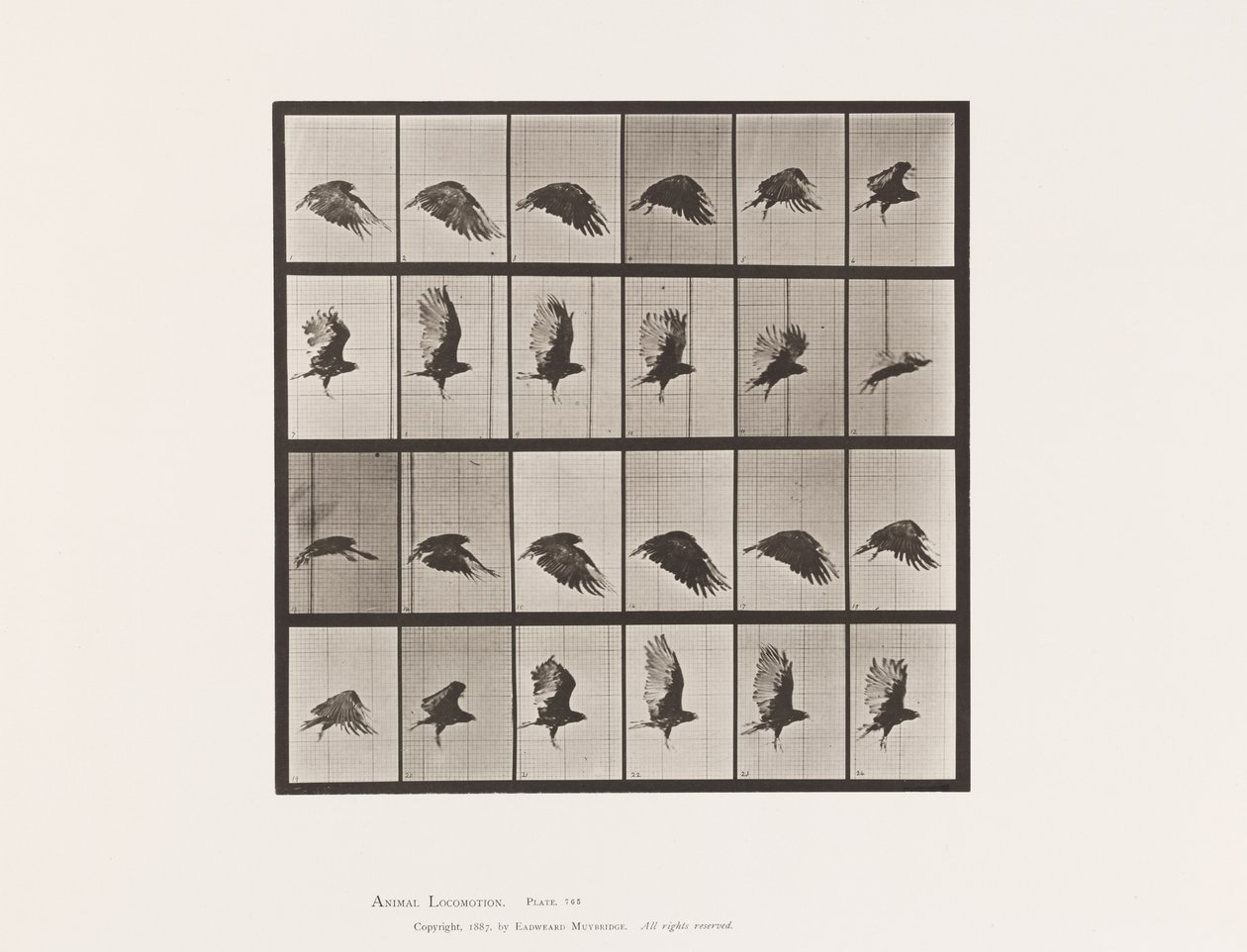 Plaat 765. Gier; Vliegend door Eadweard Muybridge