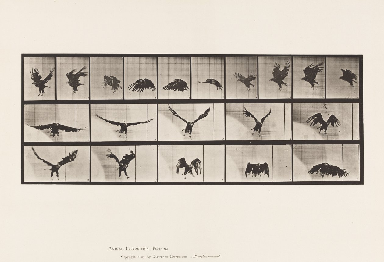 Plaat 769. Amerikaanse Adelaar; Vliegend door Eadweard Muybridge