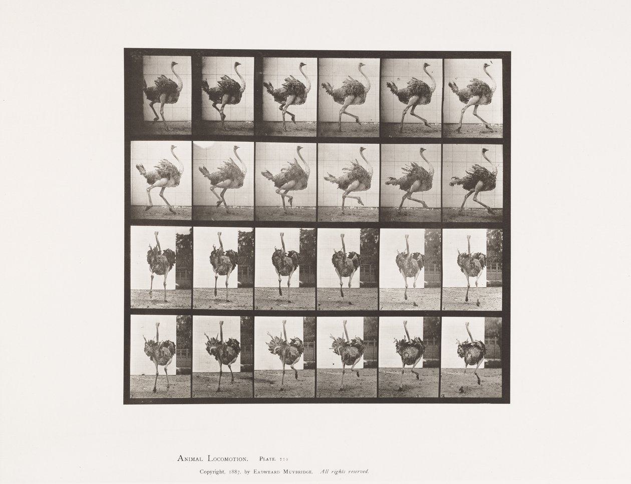 Plaat 773. Struisvogel; Rennend door Eadweard Muybridge