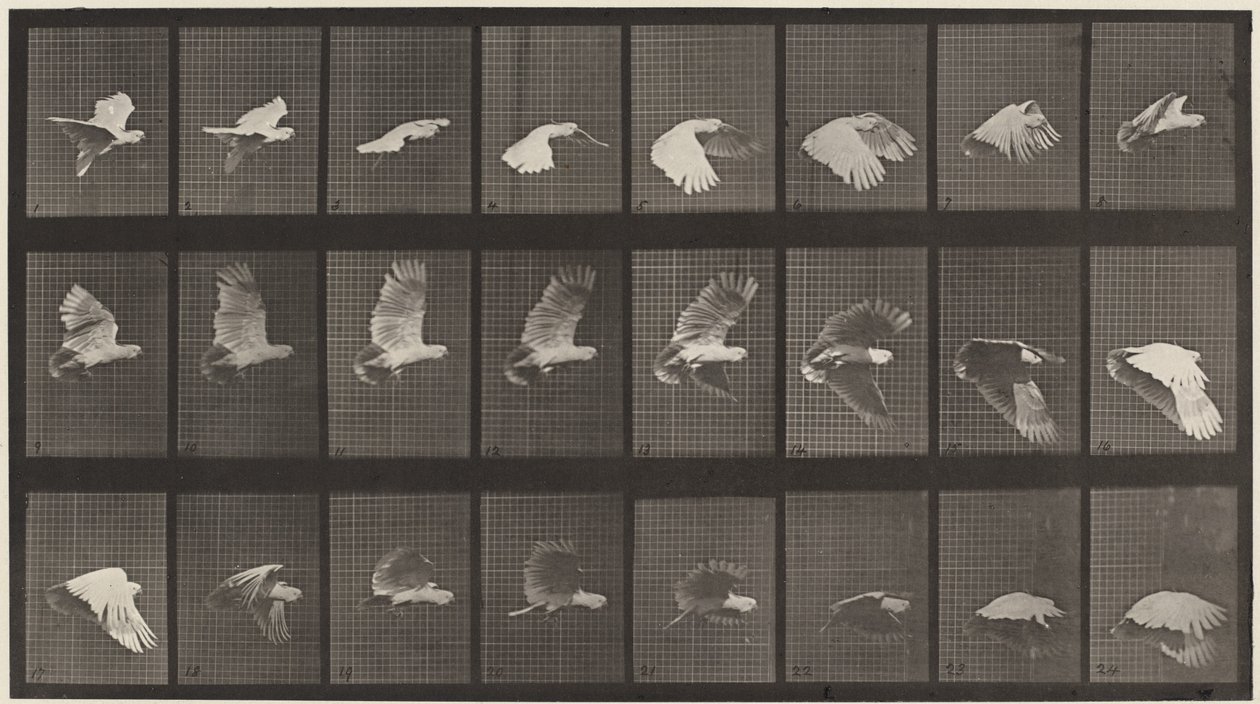 Plaat Nummer 758. Kaketoe die vliegt door Eadweard Muybridge