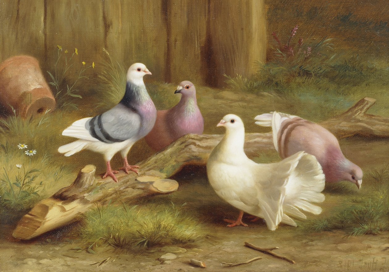 Duiven door Edgar Hunt