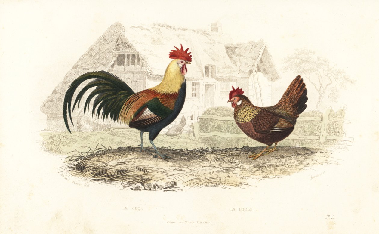 Haan en hen, Phasianus gallus door Edouard (after) Travies