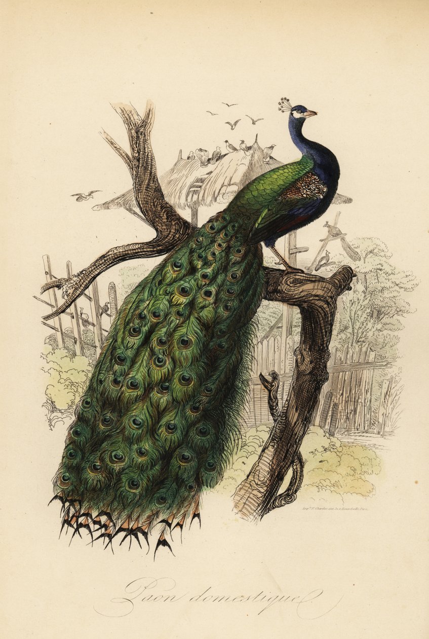 Indiase pauw, Pavo cristatus door Edouard (after) Travies