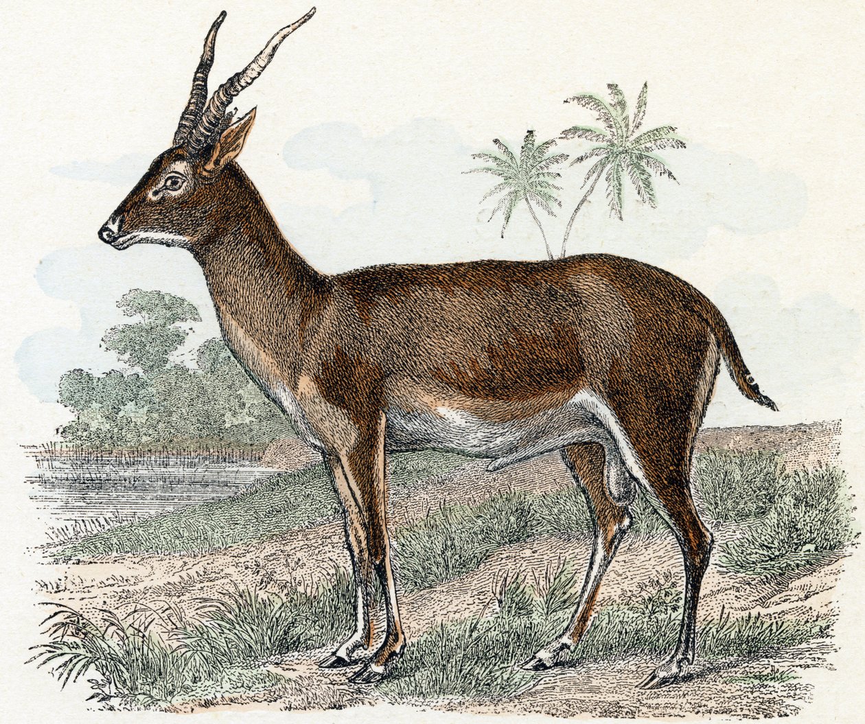 Antilope uit 
