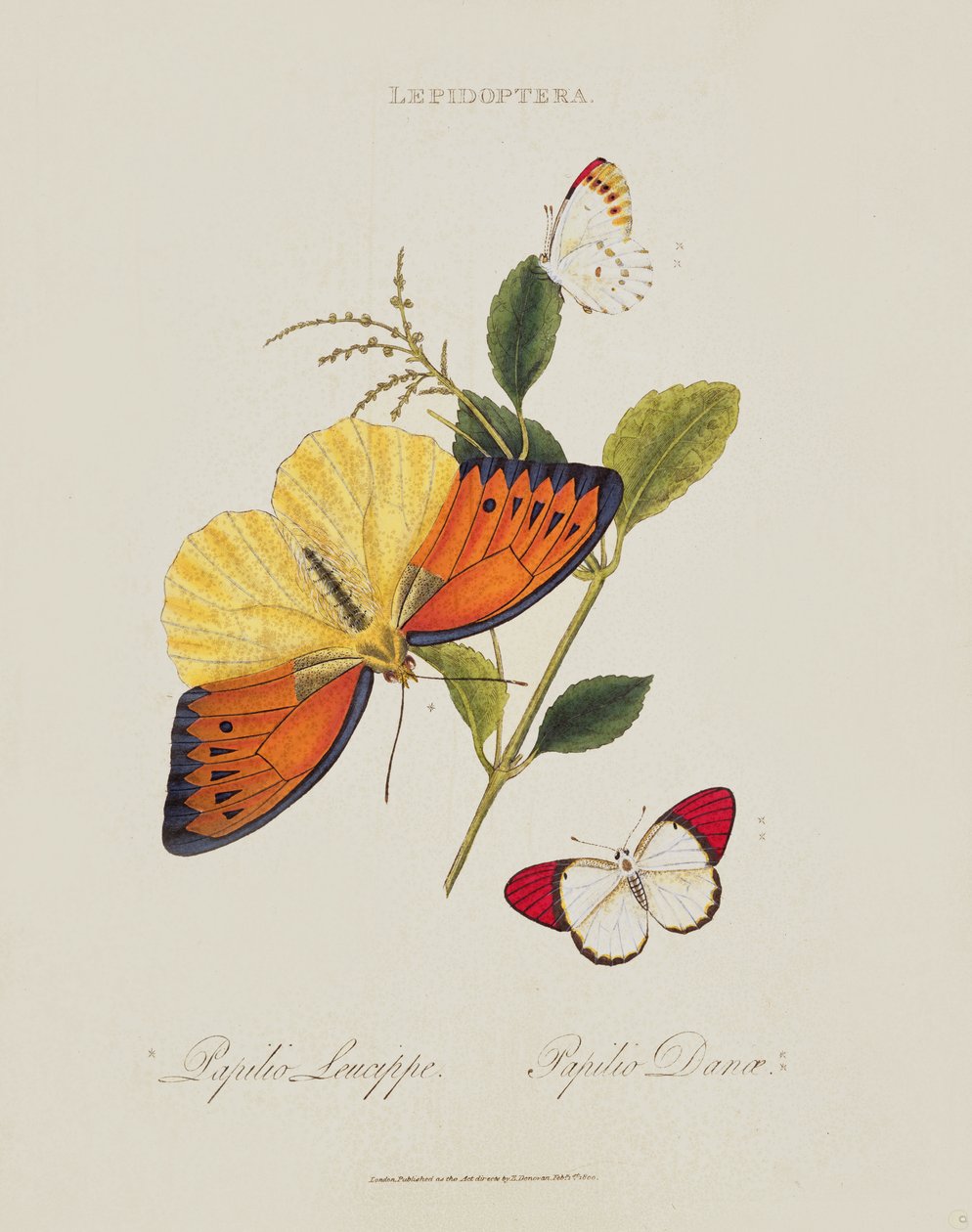 Vlinders: Papilio Leucippe; Papilio Danae, gepubliceerd door de kunstenaar, 1800 door Edward Donovan