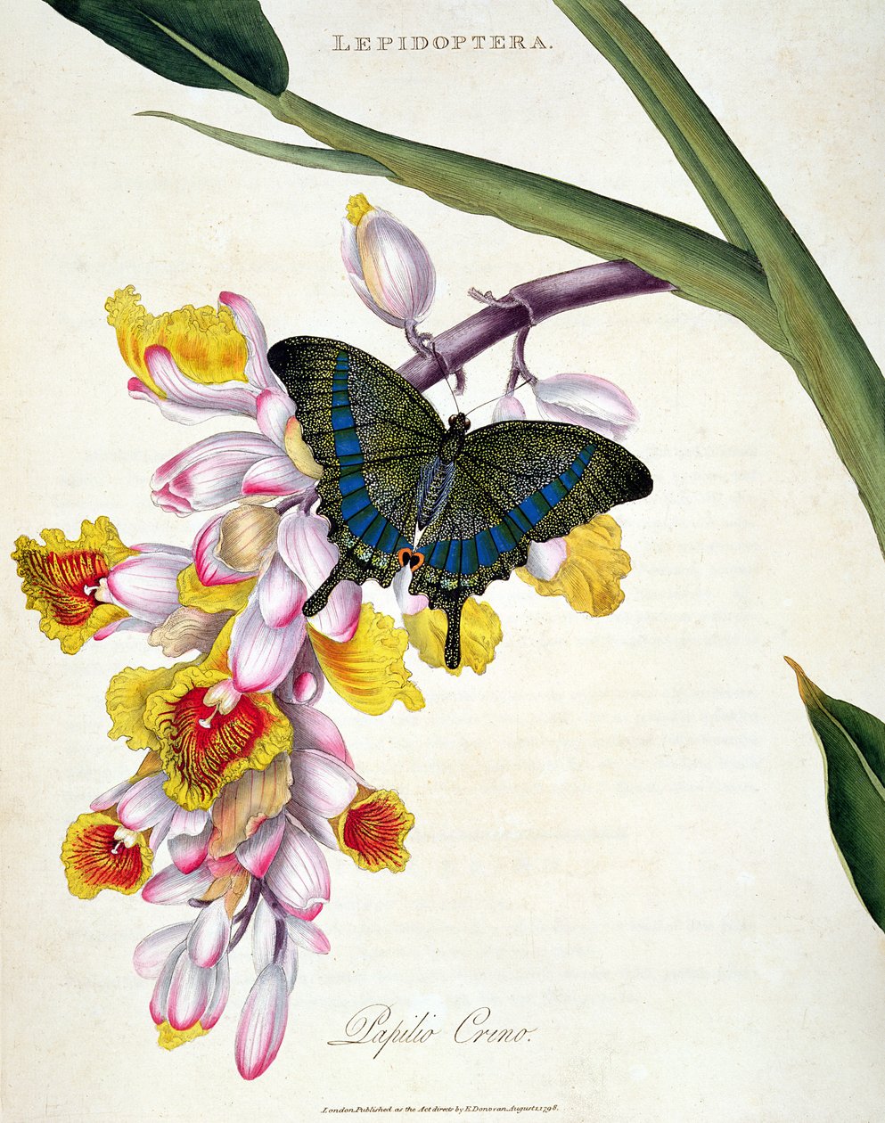 Vlinder: Papilo Crino, gepubliceerd door de kunstenaar, 1798 door Edward Donovan