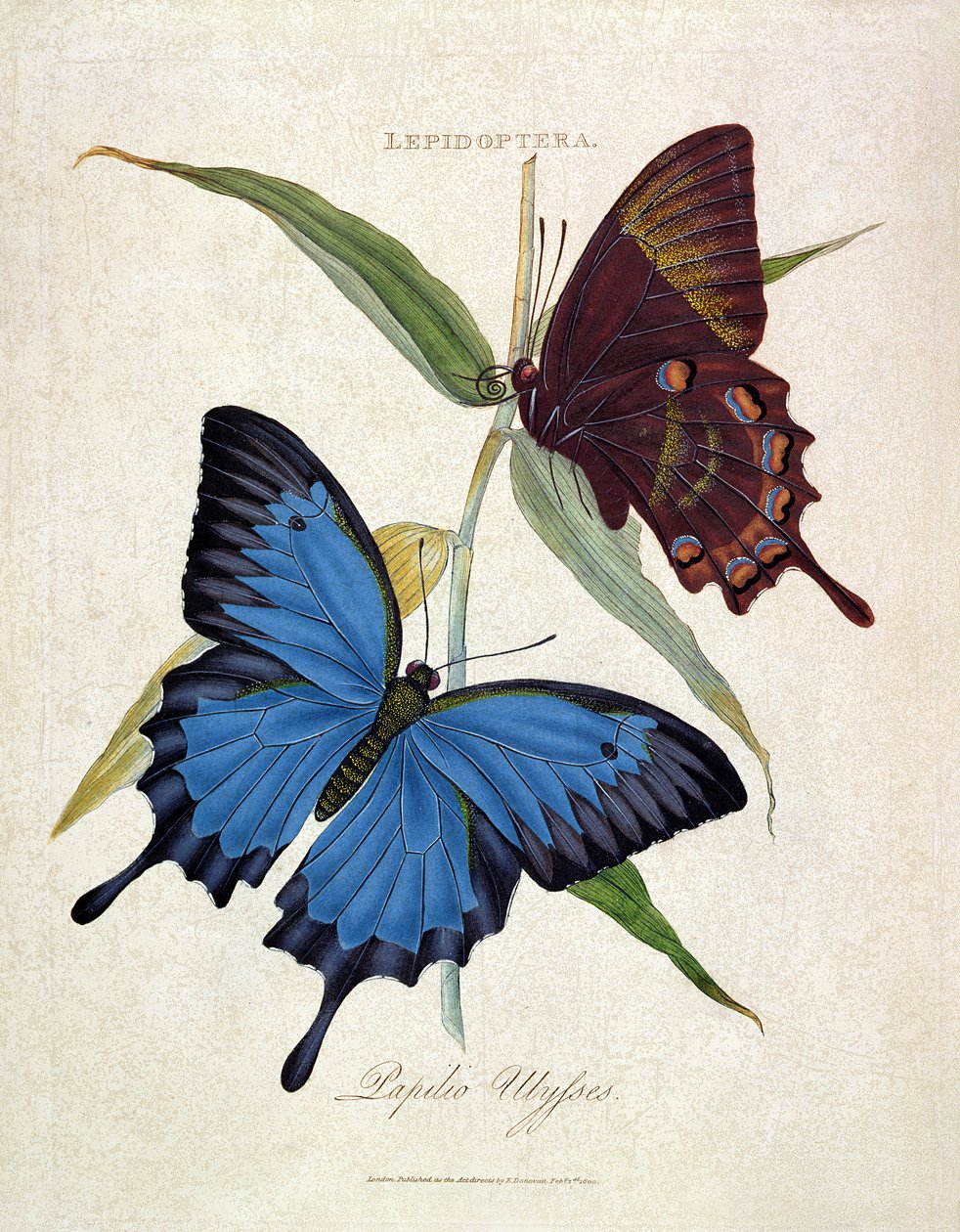 Vlinder: Papilo Ulysses, gepubliceerd door de kunstenaar, 1800 door Edward Donovan
