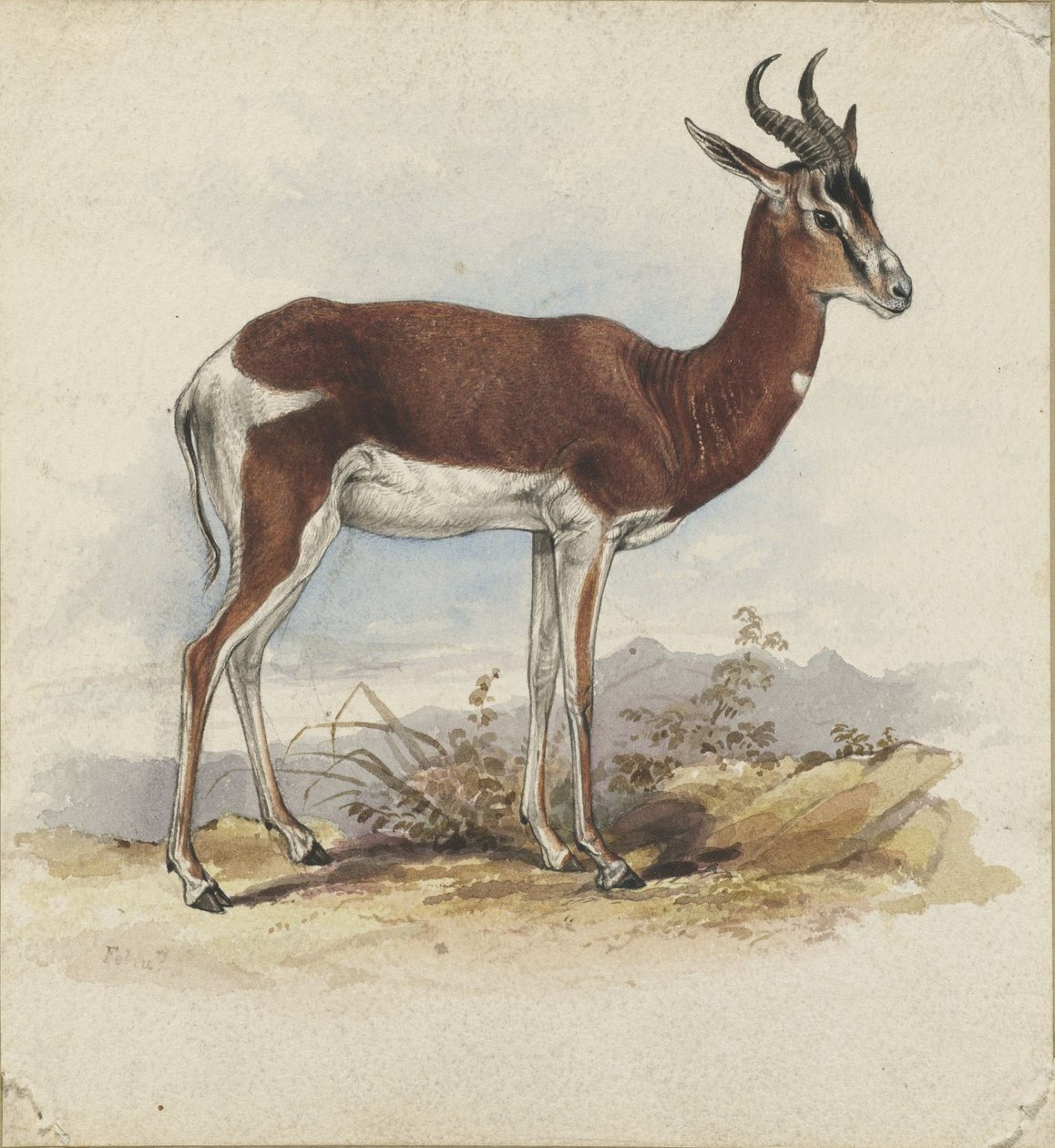 Een antilope door Edward Lear
