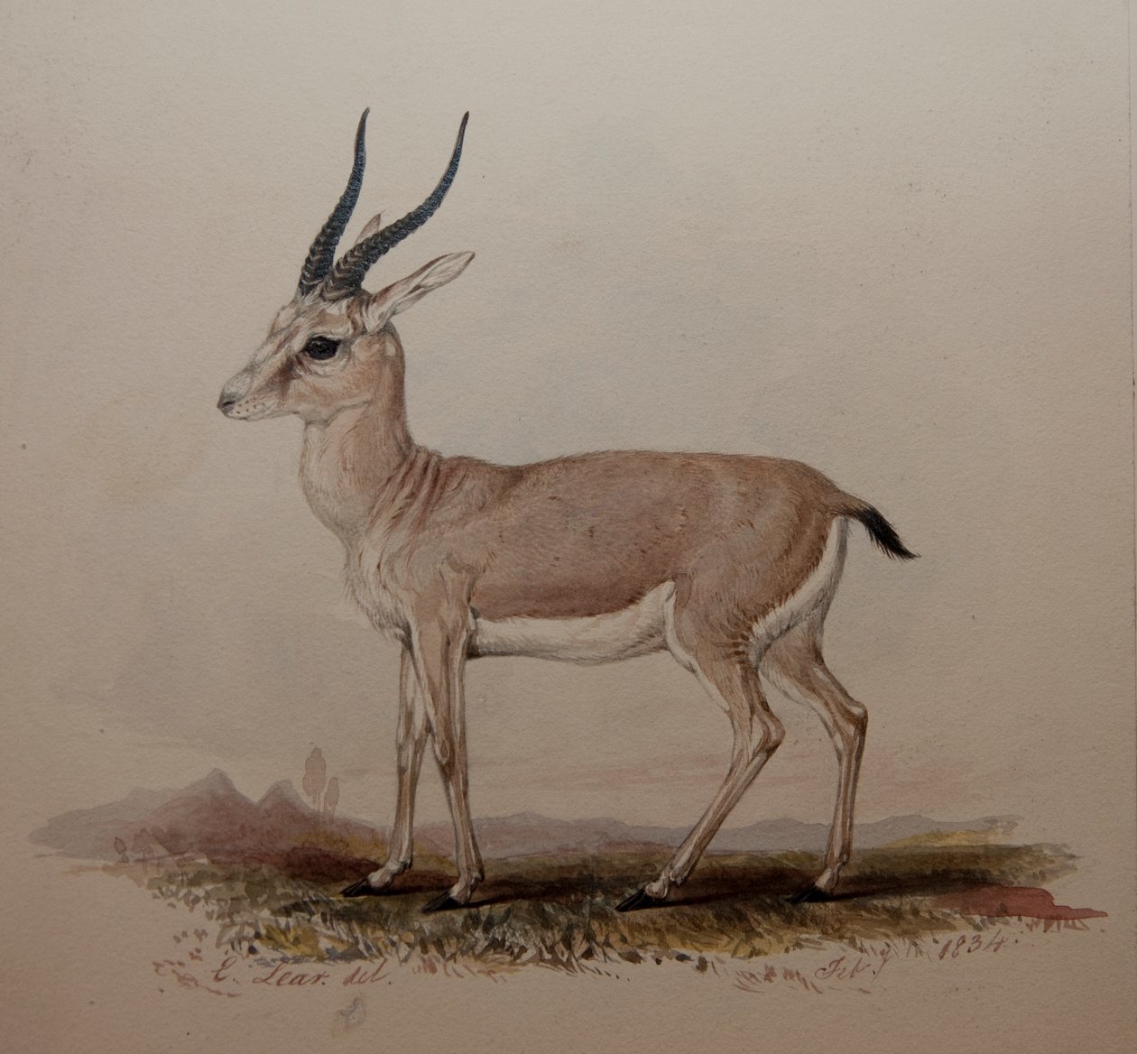 Antilope, 1834 door Edward Lear