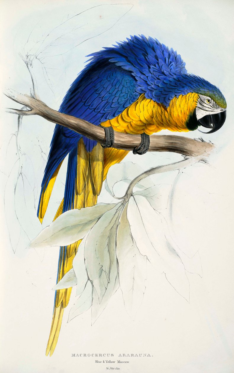 Ara ararauna door Edward Lear
