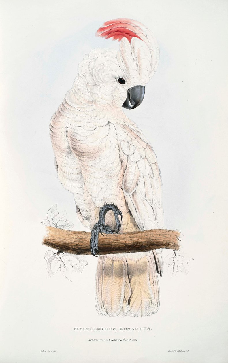 Cacatua moluccensis door Edward Lear